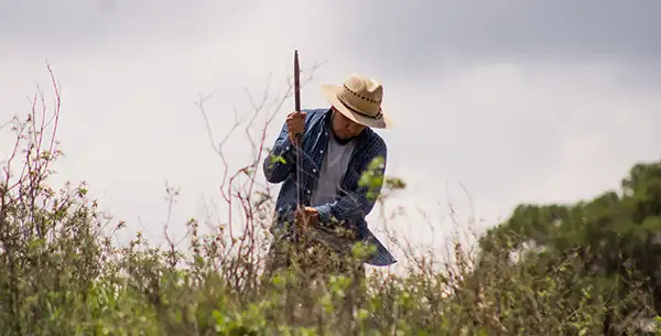 Recorrido por los Palenques de Mezcal. Rosita de Borracho